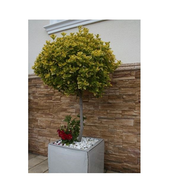 LAJA Piedra Cultivada